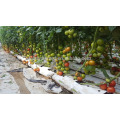 T09 Jida stronger TYLCV resistant ability hybrid tomato seeds for sale